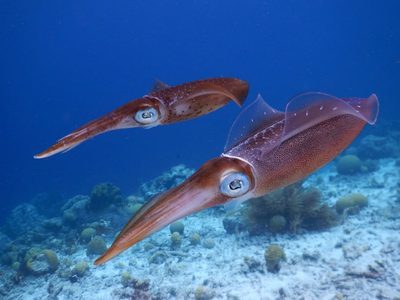 Retiran de las góndolas en EEUU "Camarones radiactivos"
