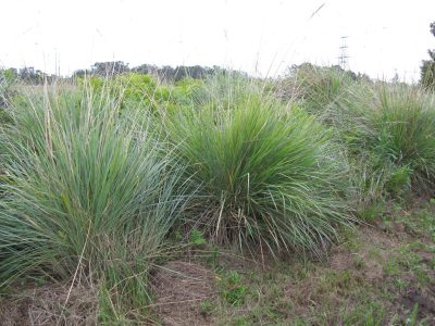 La planta ideal para quienes no tienen tiempo: hermosa todo el año y de bajo mantenimiento
