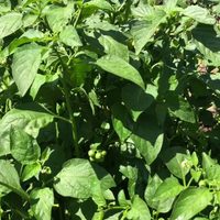 La planta tan común que es un tesoro para producir colágeno natural y aliviar los dolores corporales