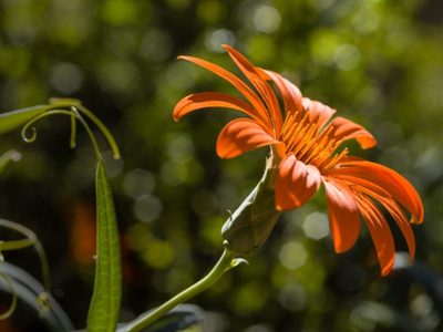 La mutisia: la hermosa planta patagónica que fue declarada flor provincial de Neuquén