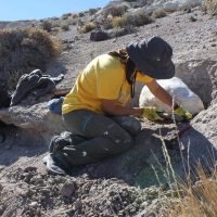 Investigadores descubren restos de mamíferos de hace 38 millones de años en Ingeniero Jacobacci