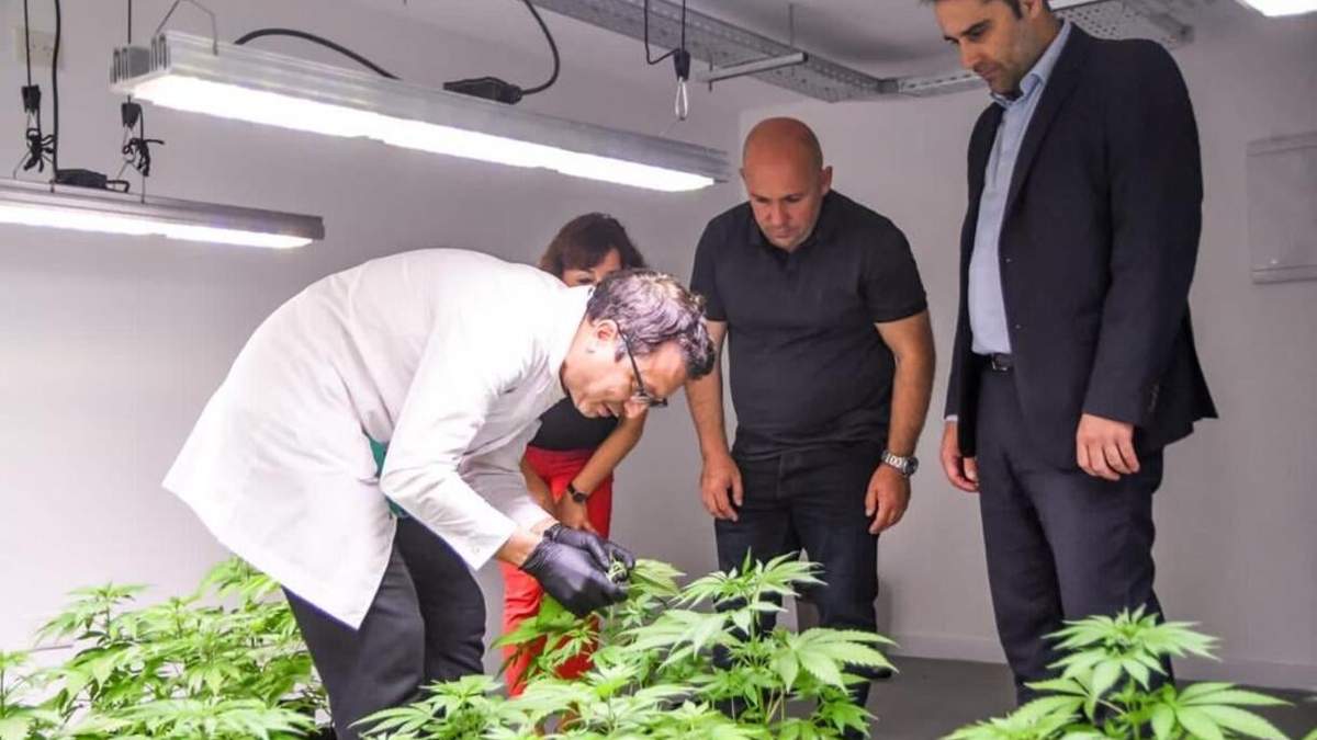 La empresa chubutense preve para 2023 comercializar sus aceites de cannabis. Fuente: (Whale Leaf Farm S.A)