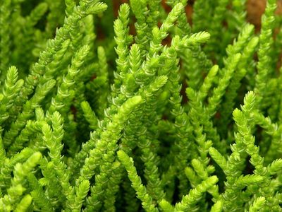 La hermosa suculenta de fácil cuidado que parece un alga y florece en otoño e invierno