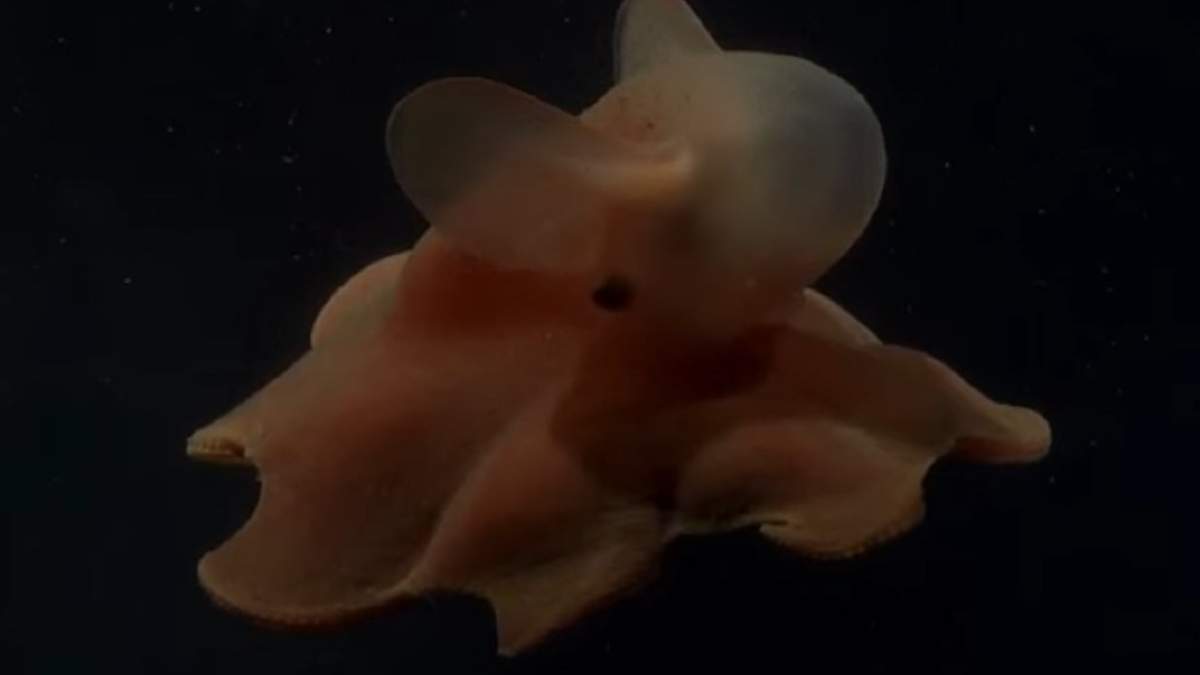 El pulpo “Dumbo”: la nueva estrella del streaming del CONICET