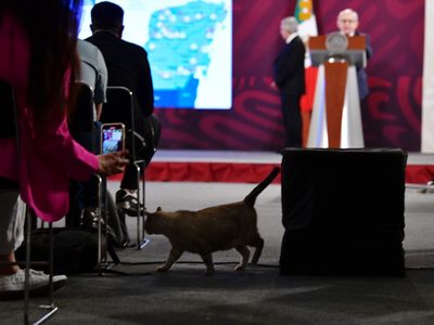 Zeus, uno de los gatos de Palacio Nacional, se cuela en la conferencia de AMLO (Video)