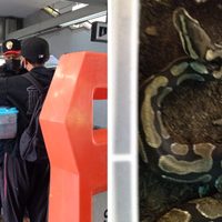 Joven intentó viajar en la Línea 3 del Metro con una serpiente