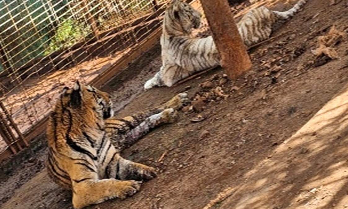 Tigres decomisados