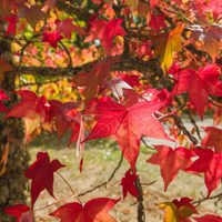 El árbol que se enciende en color rojo una vez al año y es perfecto para jardines o veredas