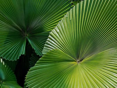 La planta con hojas en forma de abanico que se cuida sola y es una joyita para decorar el interior de tu casa