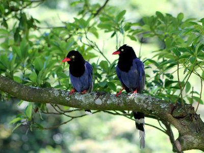 El llamativo pájaro de color azul intenso, pariente de las urracas y los cuervos, que destaca por su inteligencia