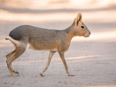 Multan a una productora por cocinar una especie de la Patagonia en peligro de extinción