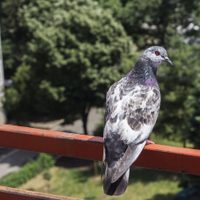 Fáciles de mantener: las 5 plantas que ahuyentan a las palomas de tu balcón o terraza