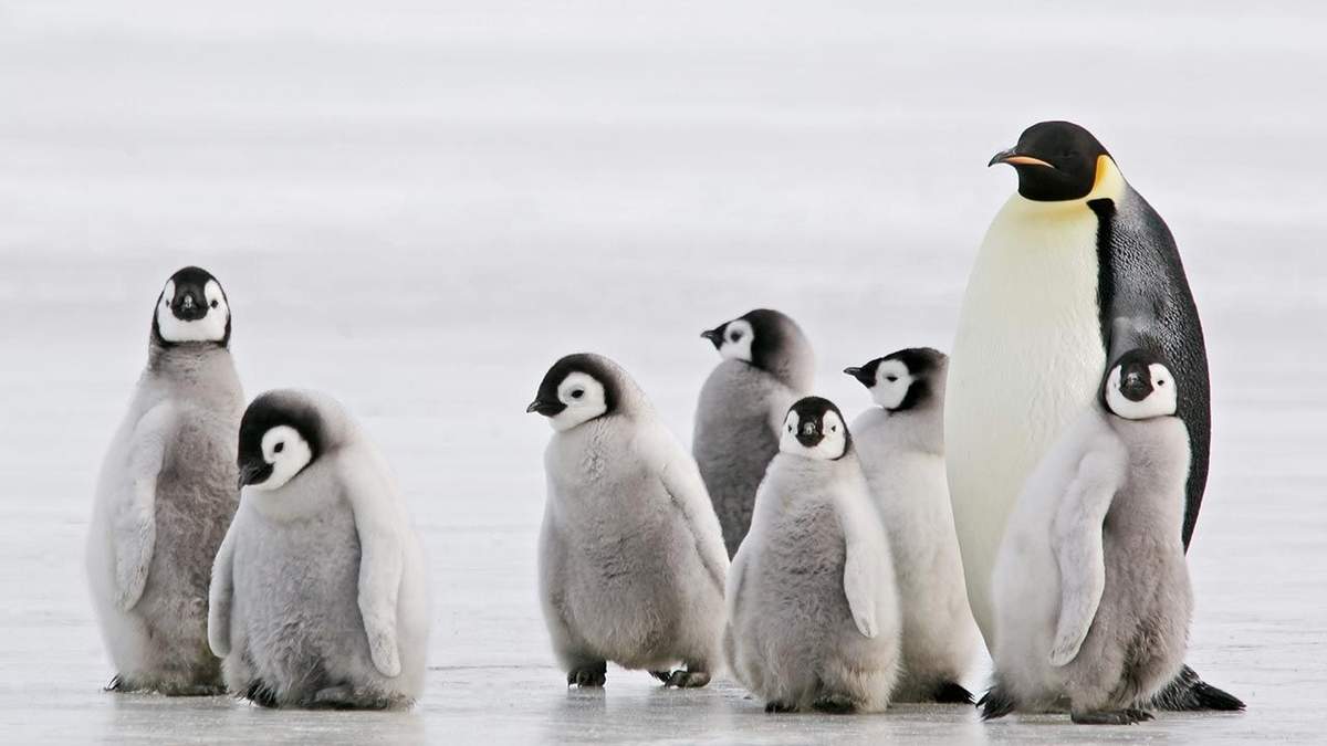 Pingüinos. Fuente: (Instagram)