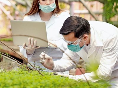 La vacuna vegetal contra el coronavirus que se es estudia en Argentina es efectiva en un 71%