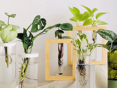 No tires los frascos de vidrio: así podés hacer estos hidroterrarios para tus plantas de interior