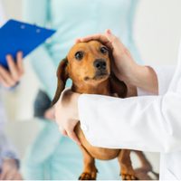 Plottier tendrá un sistema de guardias veterinarias para animales domésticos