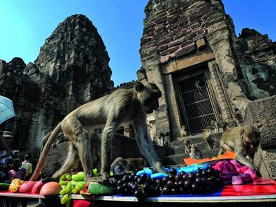 ¡Tremendo! Cientos de monos pelean por comida tras la llegada del coronavirus en una ciudad de Tailandia