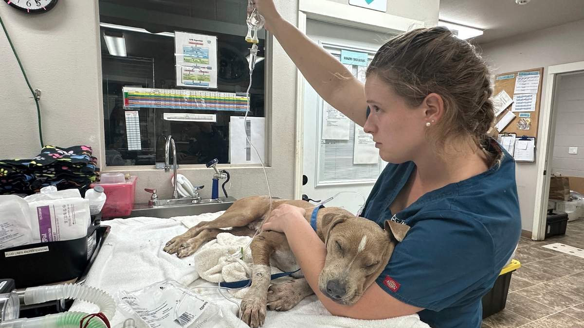 Un perro herido es atendido por una veterinaria en Lahaina, Hawai