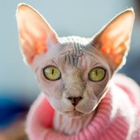 Curiosidades del Esfinge: el gato sin pelaje que es el compañero ideal para las personas alérgicas