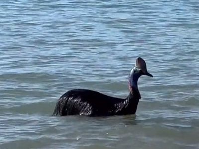 Avistan en Australia un ejemplar del “ave más peligrosa del mundo”