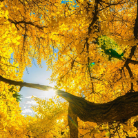 El árbol mágico que resiste las heladas y que cambia la coloración y la forma de sus hojas con la llegada del frío
