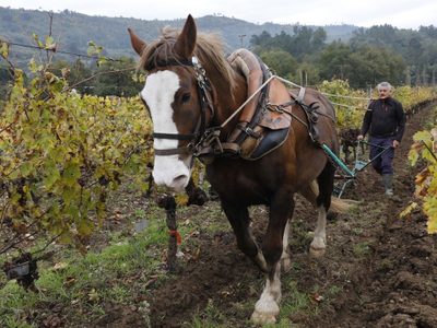 Viñedos más sustentables con tracción animal para trabajar