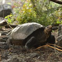 Identificaron a una especie de tortuga en Galápagos que no se veía desde hace más de 100 años