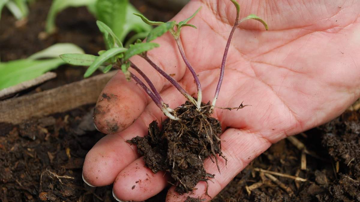 Hacer compost para mejorar la huerta. Fuente: (Twitter)