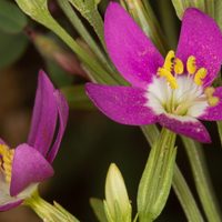 El hospital de Ruca Choroi trabajará con plantas ancestrales para aliviar el coronavirus