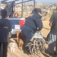 Policías de Oaxaca detienen a dos mujeres por recoger leña en un cerro (Video)