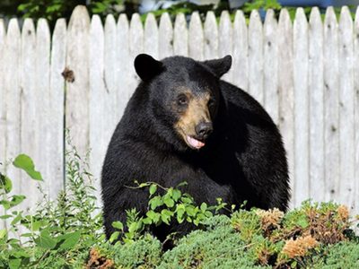 Oso ataca a niño en el patio de sus abuelos