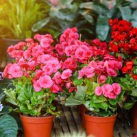 3 plantas que logran dar flores si las tenés en el interior de tu casa: pero primero tenés que saber esto