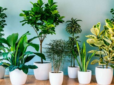 Las plantas que resisten todo, incluso espacios pequeños en departamentos: cómo cuidarlas para que duren más