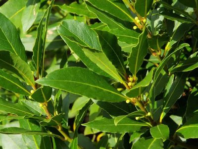 La planta famosa en la cocina que también puede embellecer tu jardín todo el año: fácil de cuidar y crece rápido