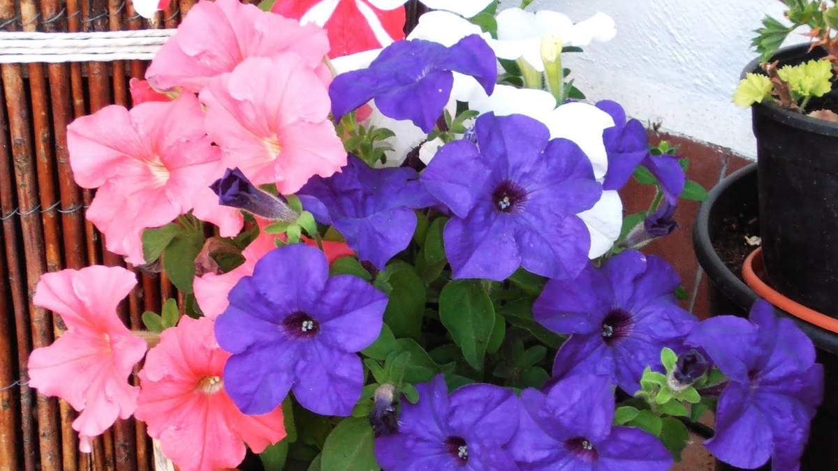 Plantas. Fuente: (anneliesbeleeft.be)