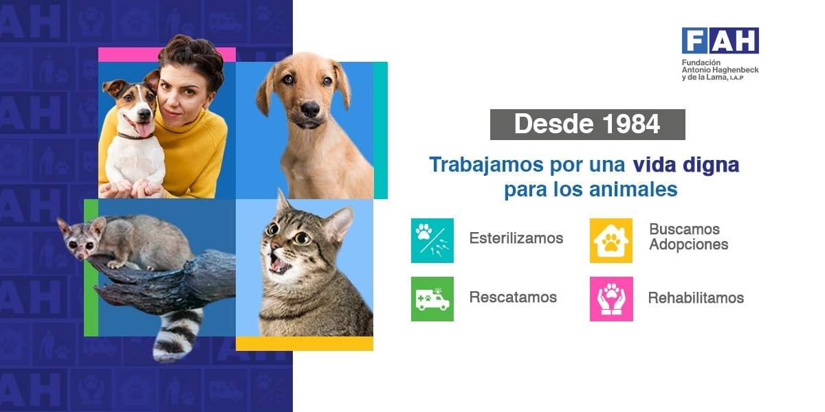 FAH. Frenar la reproducción desenfrenada de perros y gatos
