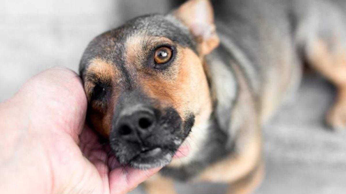 Adopción responsable. Fuente: (Twitter)