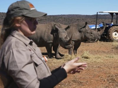 Científicos sudafricanos fabrican cuernos de rinoceronte radiactivos para combatir la caza furtiva