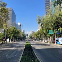 Este será el árbol que sustituirá la palma del Paseo de la Reforma en la CDMX
