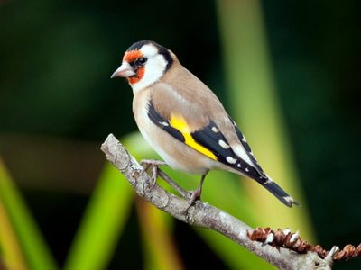 Curiosidades del jilguero, el pájaro que posee un canto único