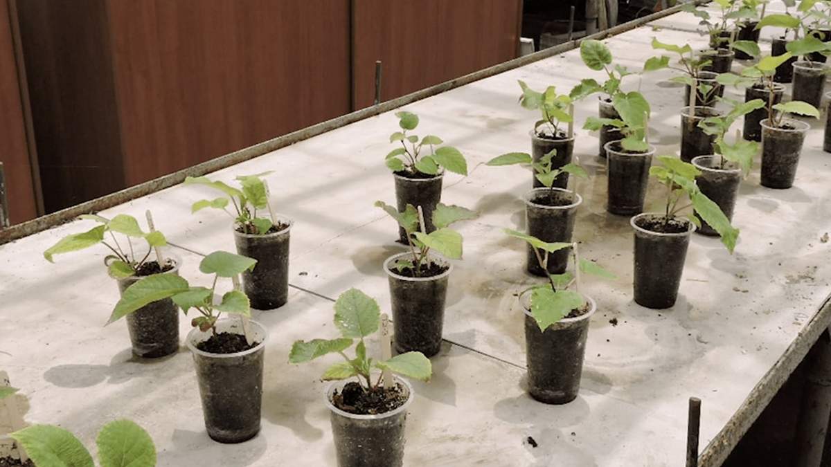 Planta de kiwi. Fuente: (Instagram)