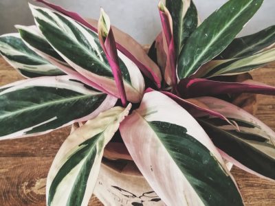 Maranta tricolor: cómo cuidar de esta hermosa planta que atrae salud y buena suerte