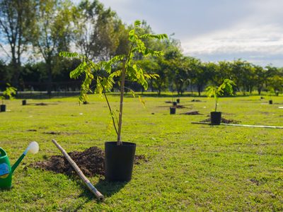 Agenda verde: Viedma lanzará un nuevo plan de forestación en los barrios