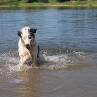 Buscan crear en la ciudad de Neuquén un balneario apto para mascotas