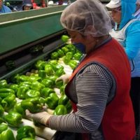 Tras queja de EU por conflicto laboral en Silao, México lo cuestiona por derechos laborales de migrantes