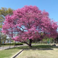 El buscado árbol de hermosas flores que es ideal para poner en la vereda: mirá cómo cuidarlo