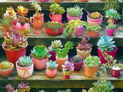 Estas son las 5 suculentas que más atraen colibríes a tu casa