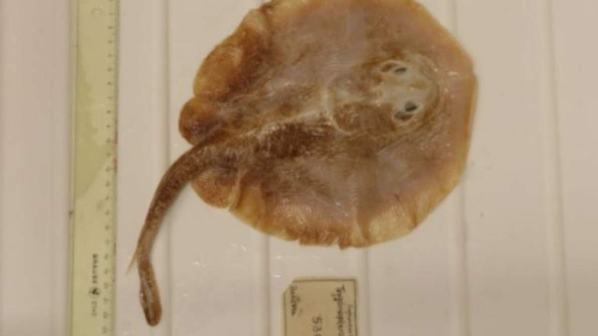 La UICN ha declarado extinto el primer pez marino de la historia tras una evaluación dirigida por expertos de la Universidad Charles Darwin (CDU)