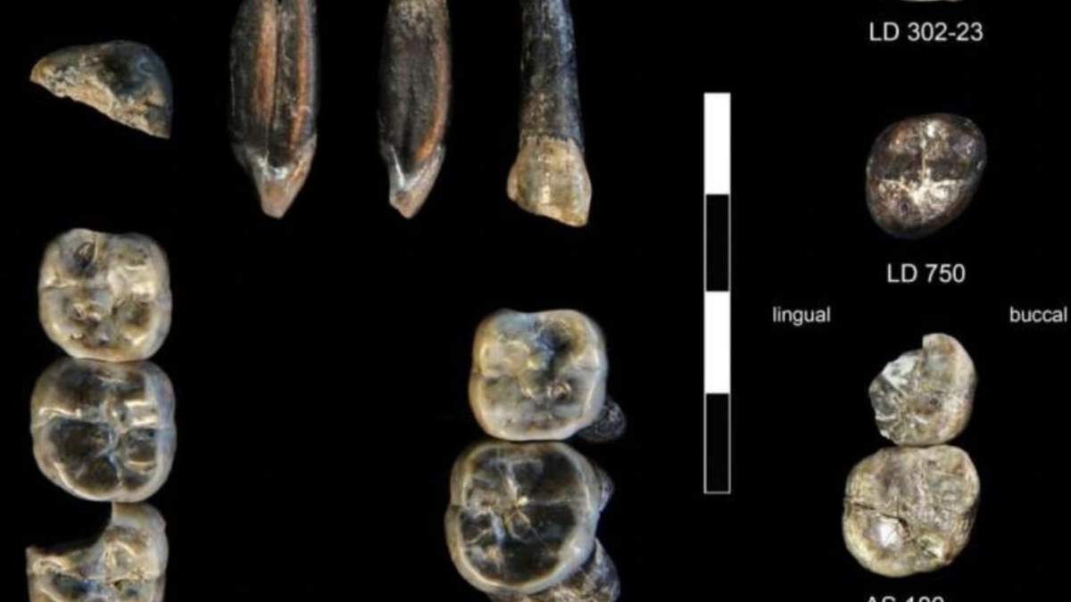 Los 13 dientes fósiles recolectados en el Área de Investigación Ledi-Geraru entre 2015 y 2018