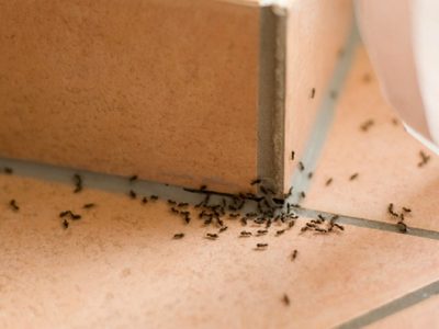 Estos son los trucos caseros que tenés que usar para eliminar cualquier insecto de tu hogar sin productos químicos
